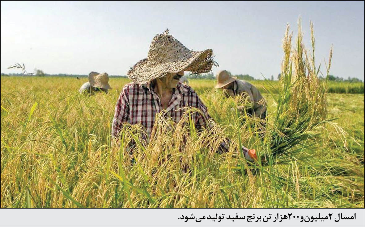 در گفتوگوی اختصاصی همشهری با مدیرکل دفتر امور غلات و محصولات اساسی وزارت جهادکشاورزی اعلام شد