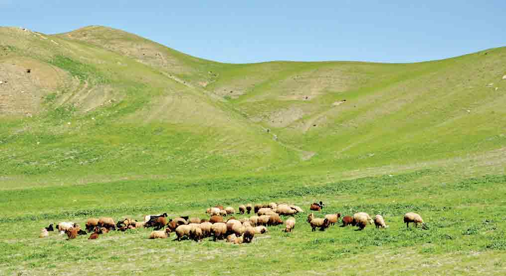جغرافیای دامداری در ایران
