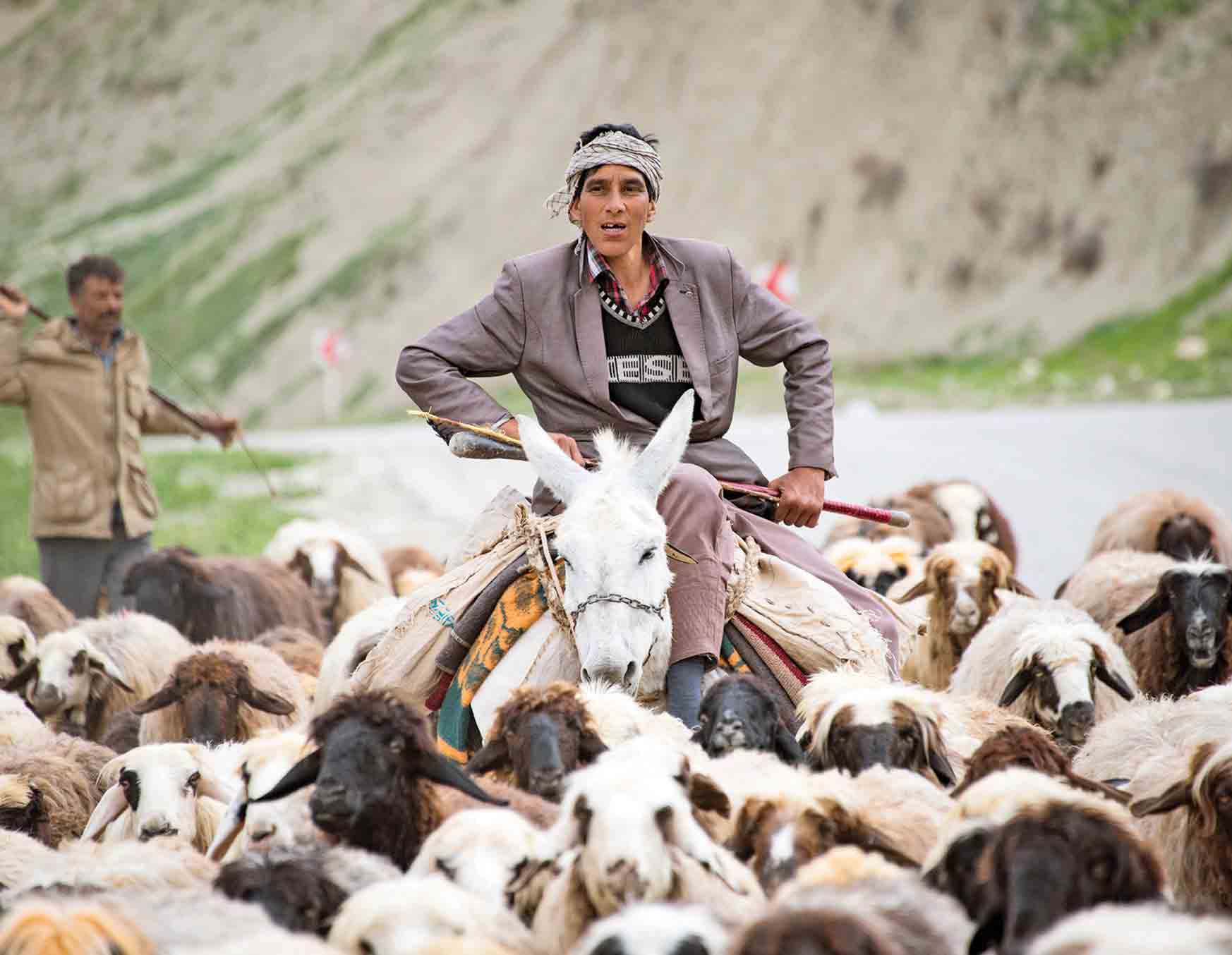 دیگر کسی چوپان نمی‌شود