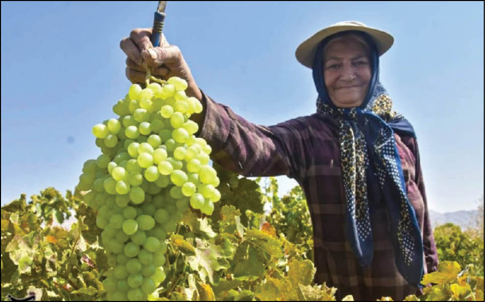 انگور چهارمحال و بختیاری، در انتظار صنایع تبدیلی