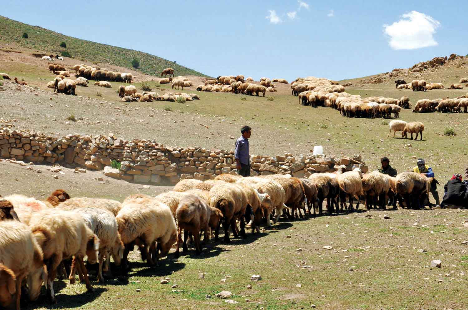 عشایر خراسان‌جنوبی در محاصره خشکسالی بزرگ