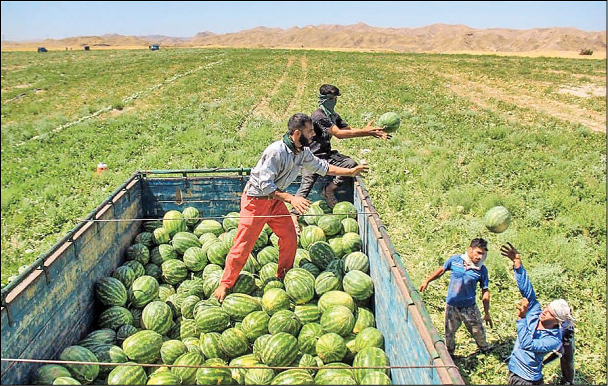 در گفت‌وگوی همشهری با مدیرکل محصولات علوفه‌ای و جالیزی وزارت جهادکشاورزی اعلام شد