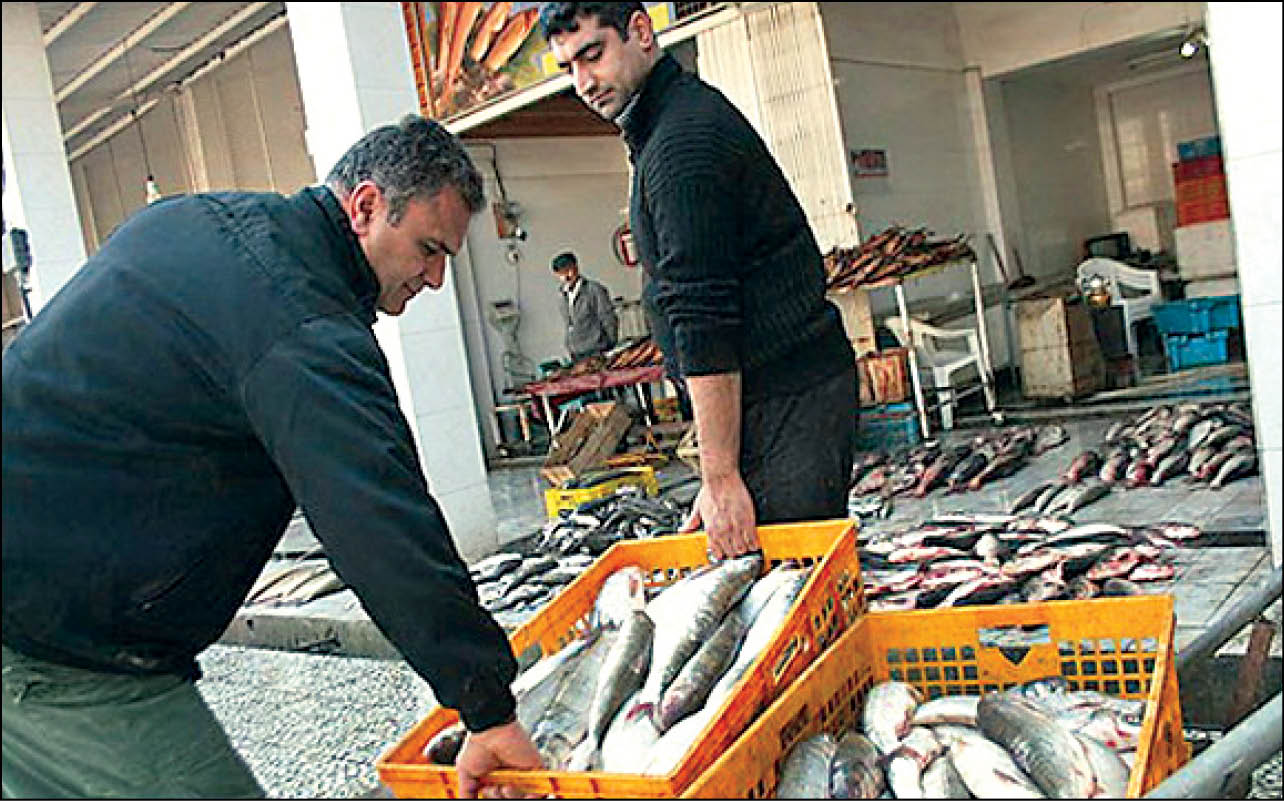 قیمت ماهی قزل‌آلا دوبرابر شد