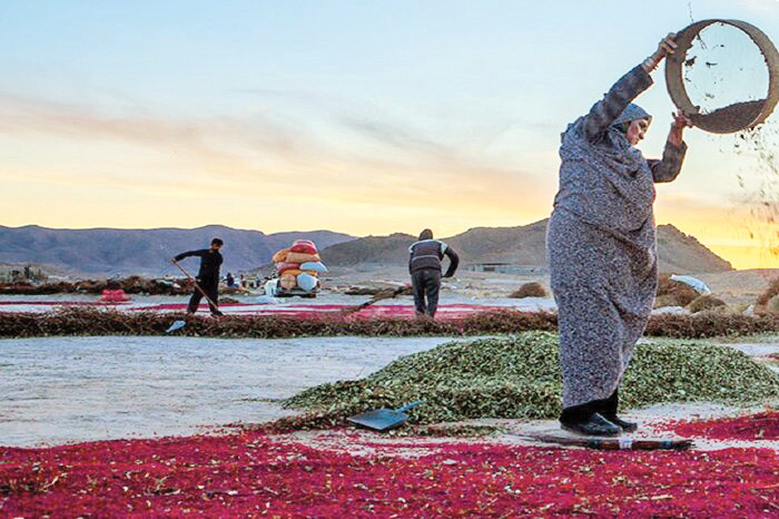 برداشت زرشک در افین