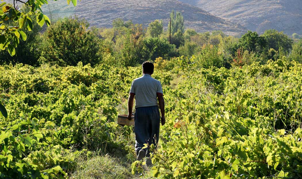 روستای انگورها