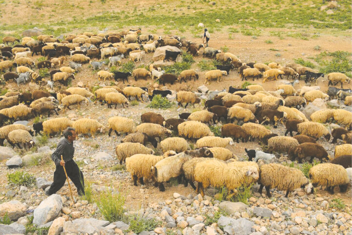 آغاز خریدهای حمایتی دام در استان‌ها