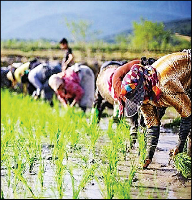 کشت قراردادی برنج در 40هزارهکتار از اراضی شمال