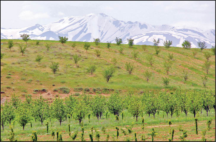 خسارت سرمازدگی به 22 استان