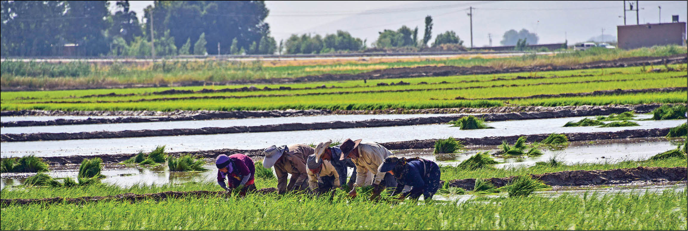 مرکز آمار ایران پیشبینی کرد