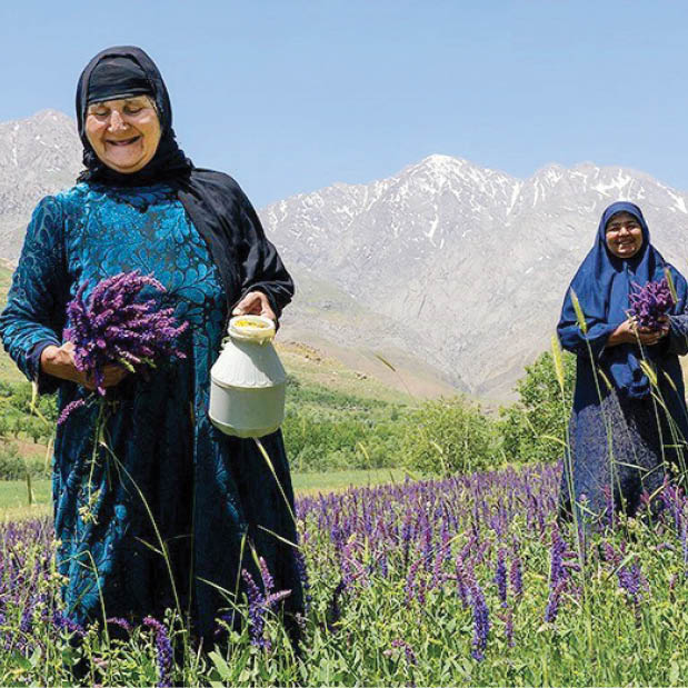 آلپ ایران