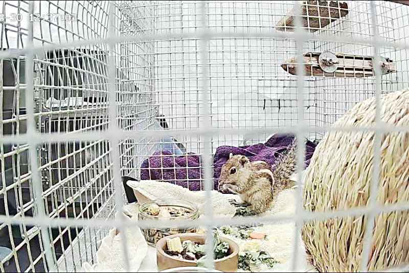 سفر سنجاب به اسکاتلند
