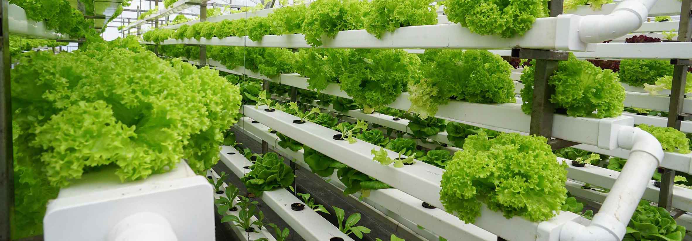 ستون‌های سبز به آسمان می‌رسند