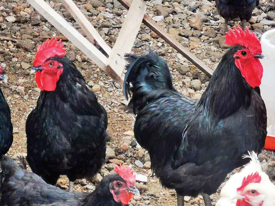 جوجه‌کُشی در مدرسه