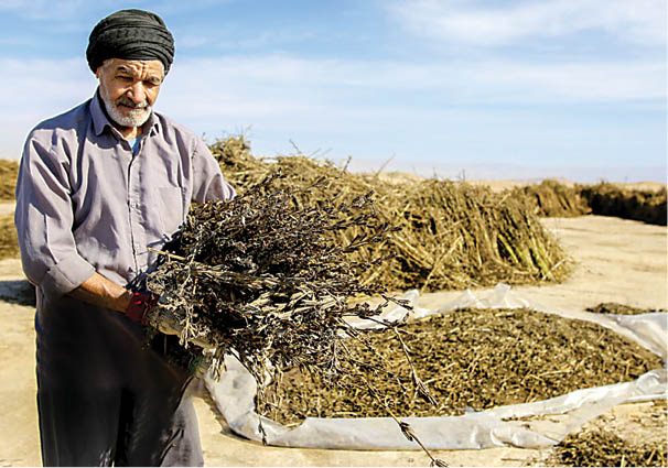 برداشت کنجد در خوزستان
