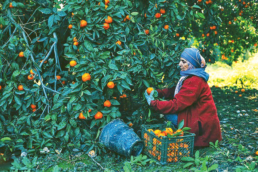 برداشت نارنگی در گلستان