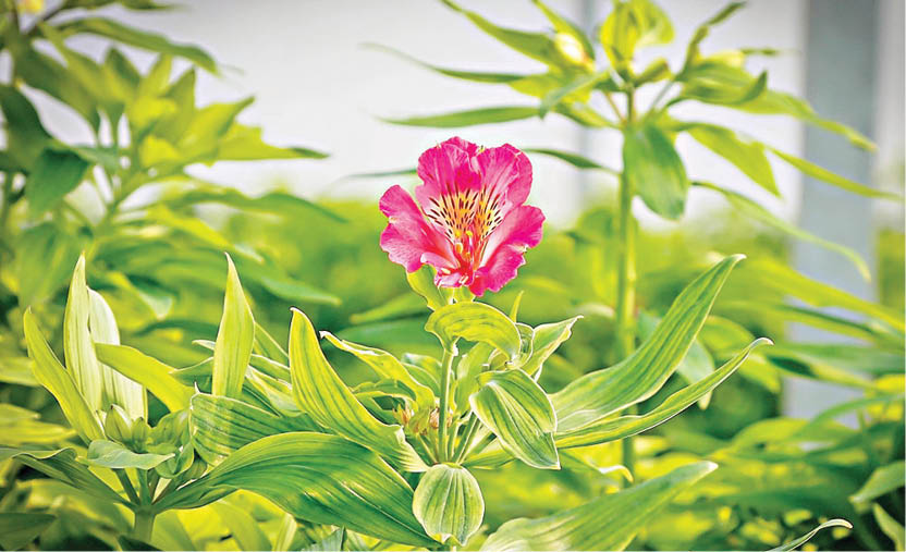 پرورش گل در اصفهان
