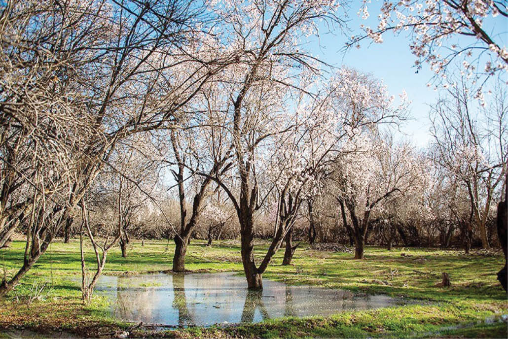 بوی بهار در روستای حصار