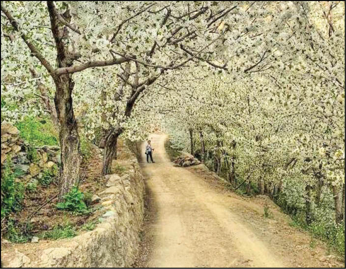 گیلاس‌های سنگان در راه اروپا