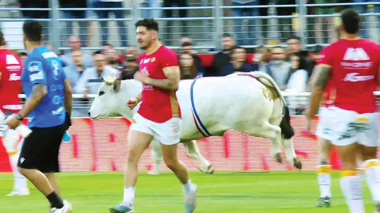 آشوب گاو سرکش