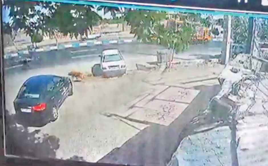 مرگ دردناک پسر 14ساله درحمله سگ نگهبان
