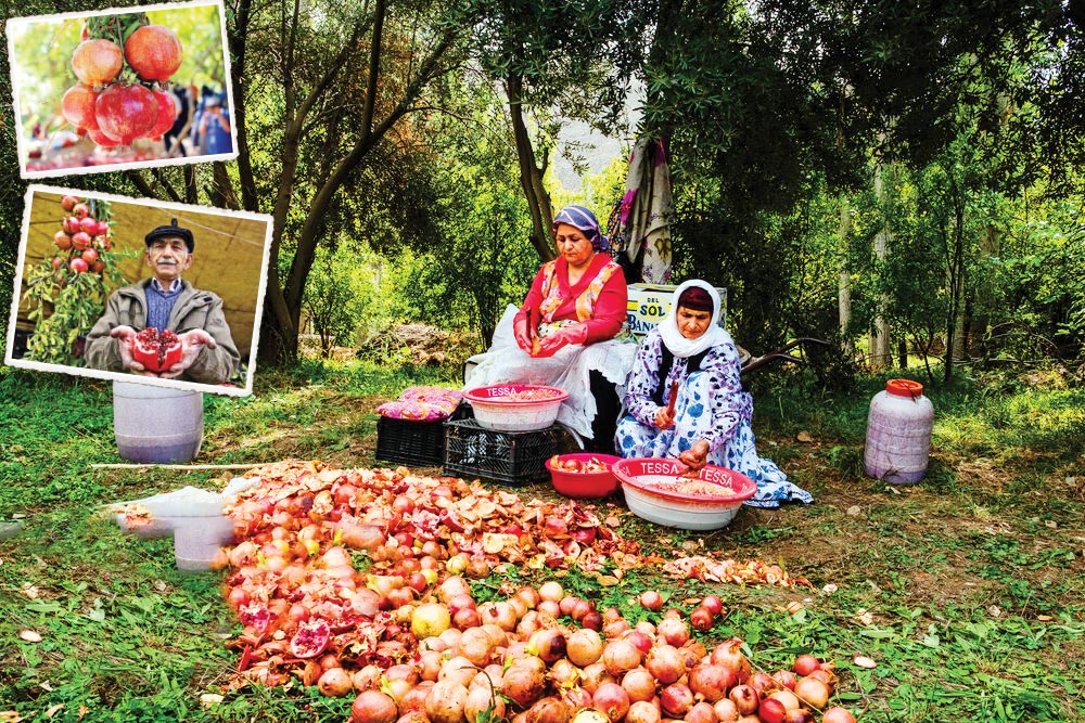 جشن سرخ در نارنجی پاییز