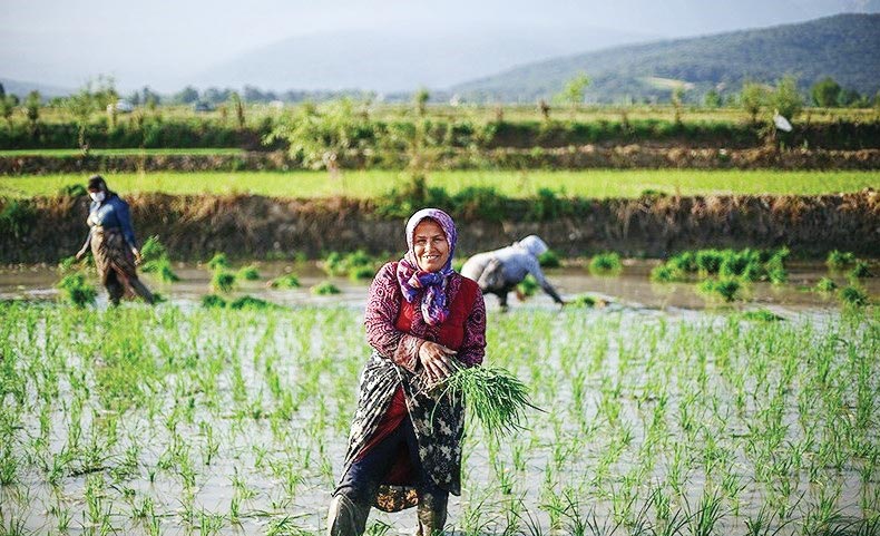آب بهای زراعی گیلانی‌ها ثابت ماند