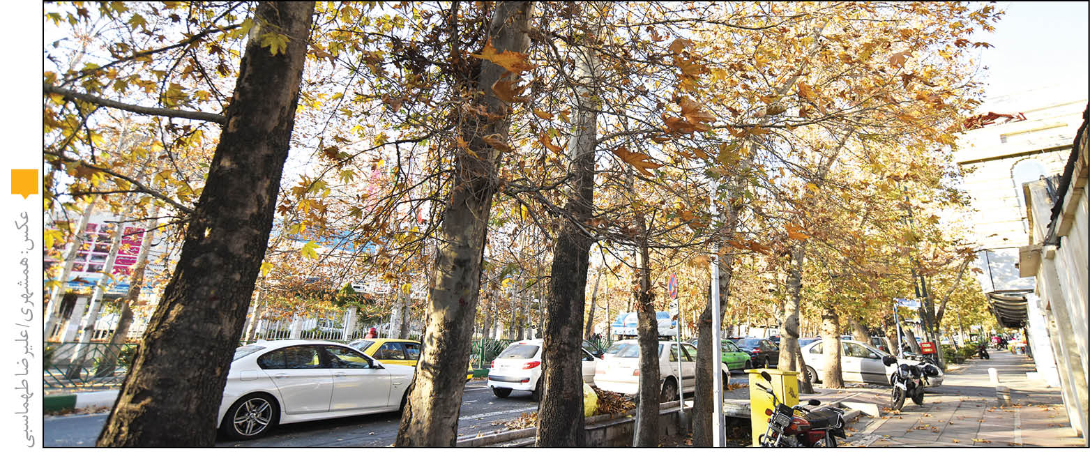 افسانه چنارهای تهران