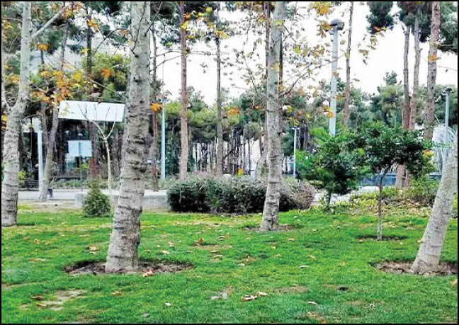 سیاسی‌کاری با درختان