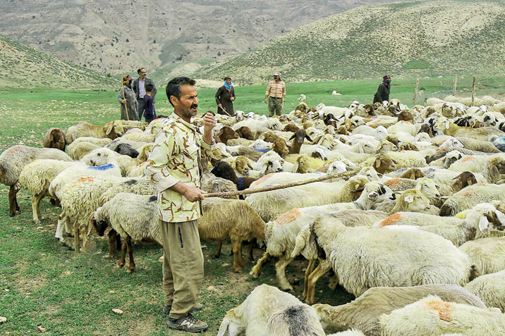 گوسفند یک‌ساله خریدار ندارد