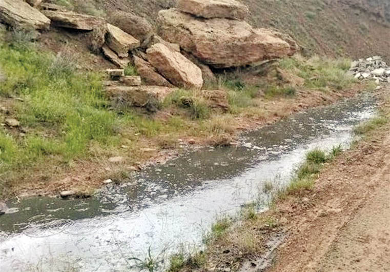 شاد چای