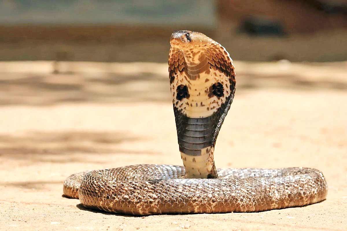 گاهی نیش
