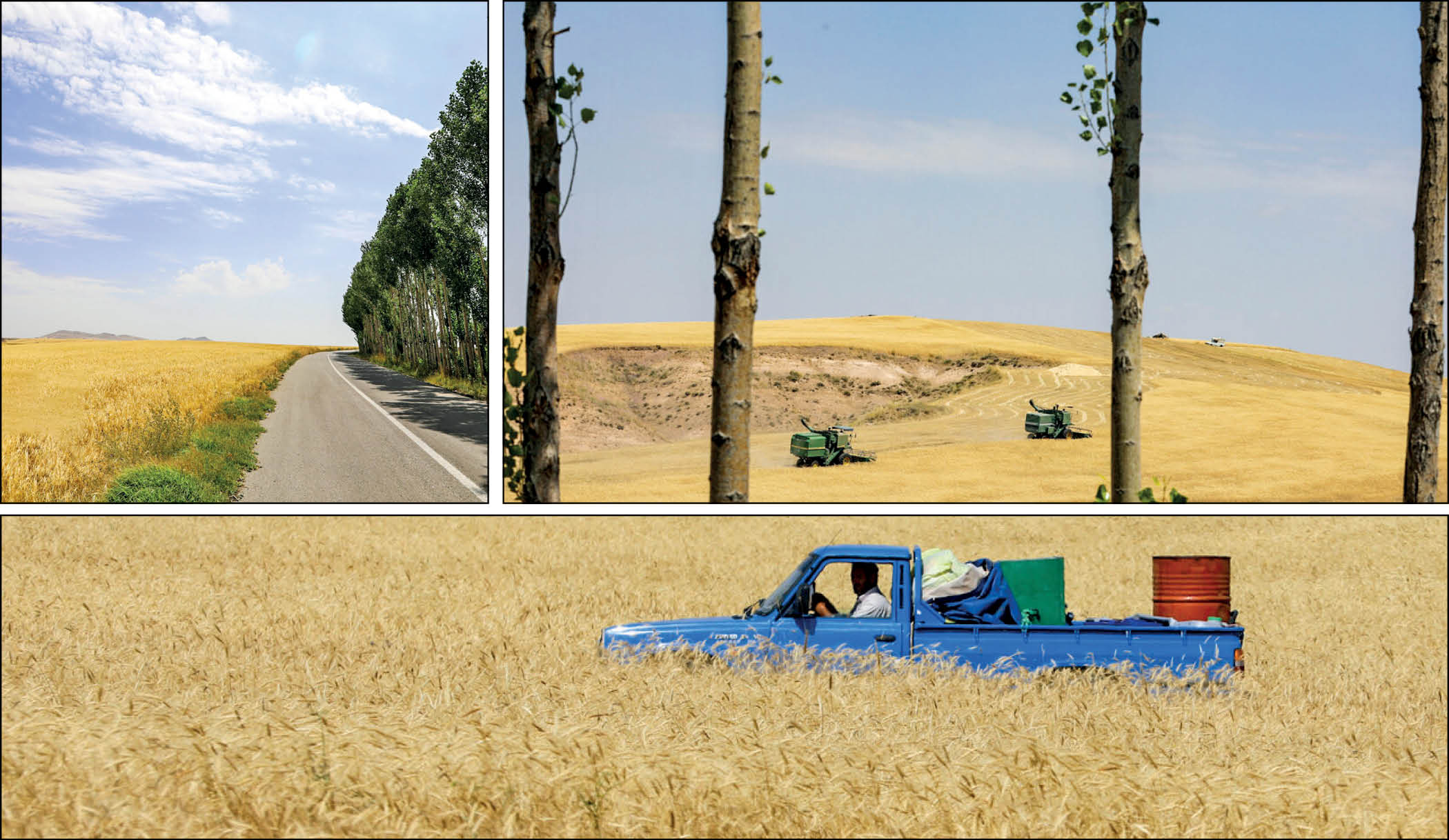 دشت طلایی