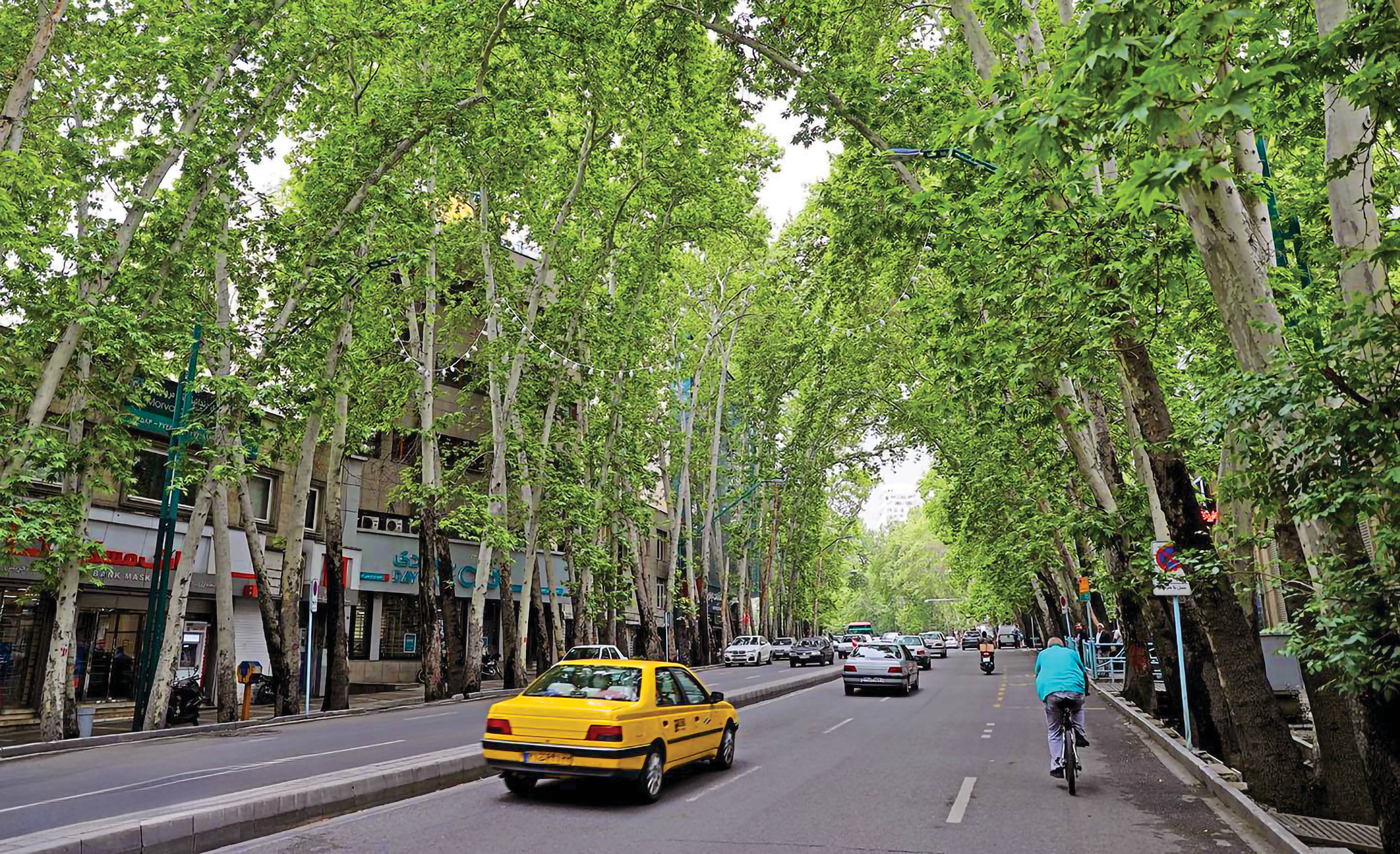 گردش زیر سایه چنارها
