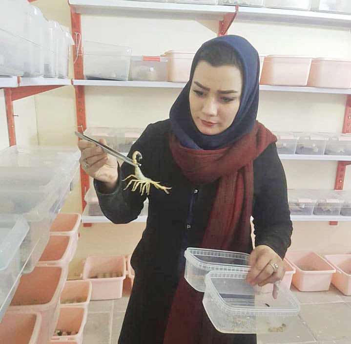 مهربان با عقرب های آبستن