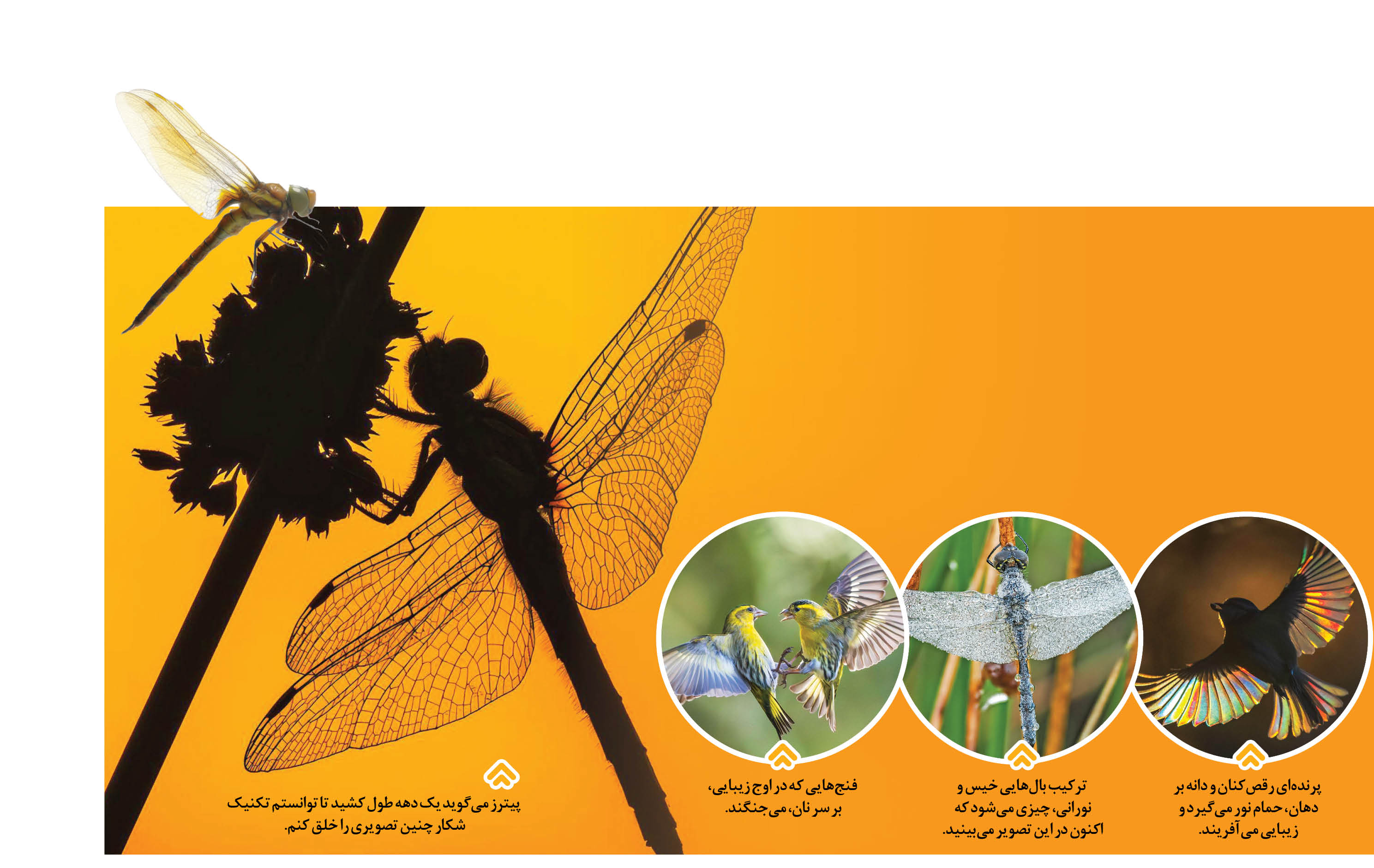 نورها پرواز می‌کنند
