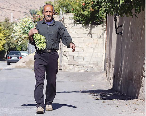 نرگس شیراز از راه رسید