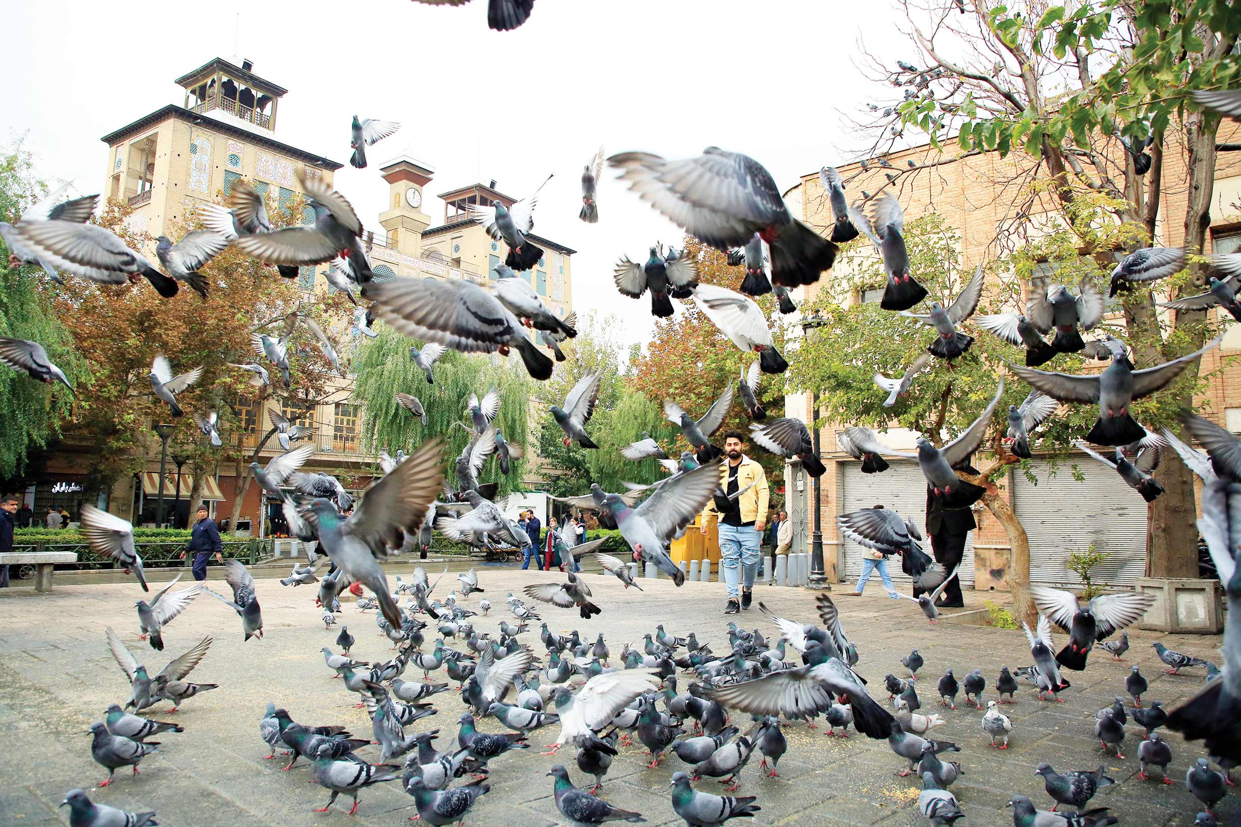 کفترهایی که دارو بودند