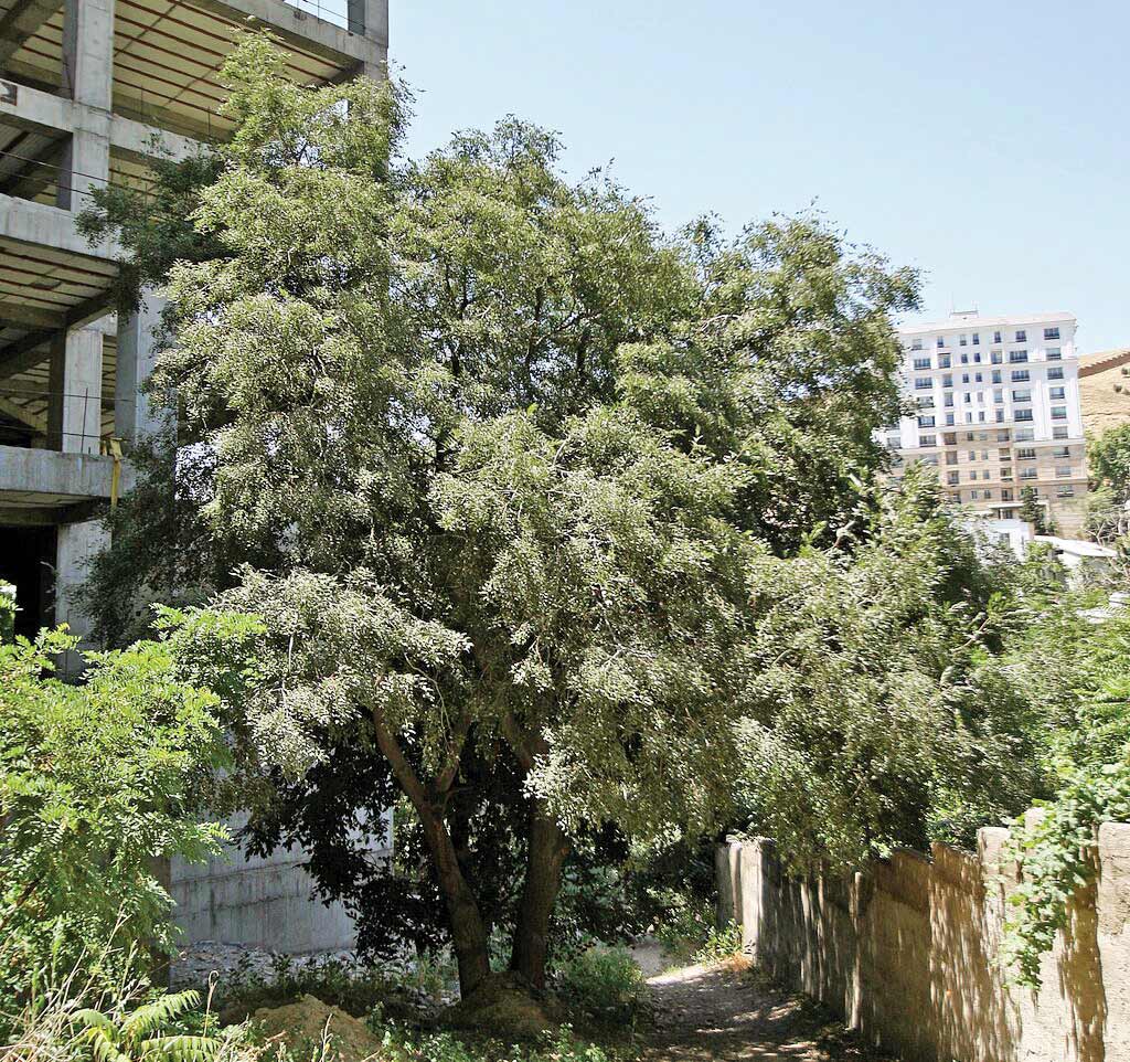 درخت اسرارآمیزشمیران