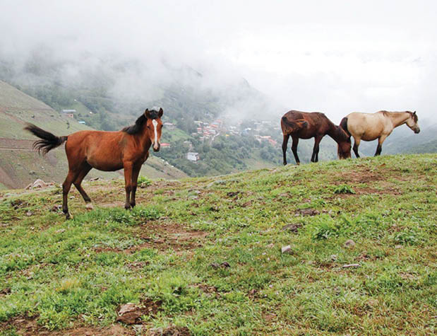 پرسه اسب‌ها در طبیعت