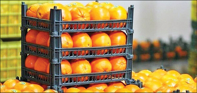توزیع میوه شب عید از امروز