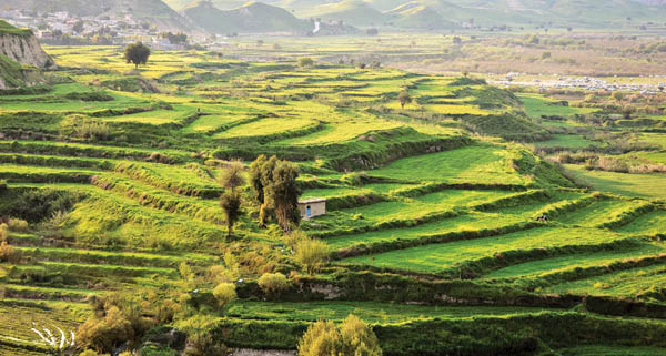 دشت سوسن