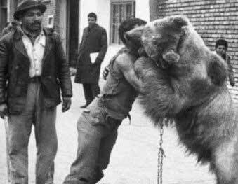 کشتی با خرس در طهران