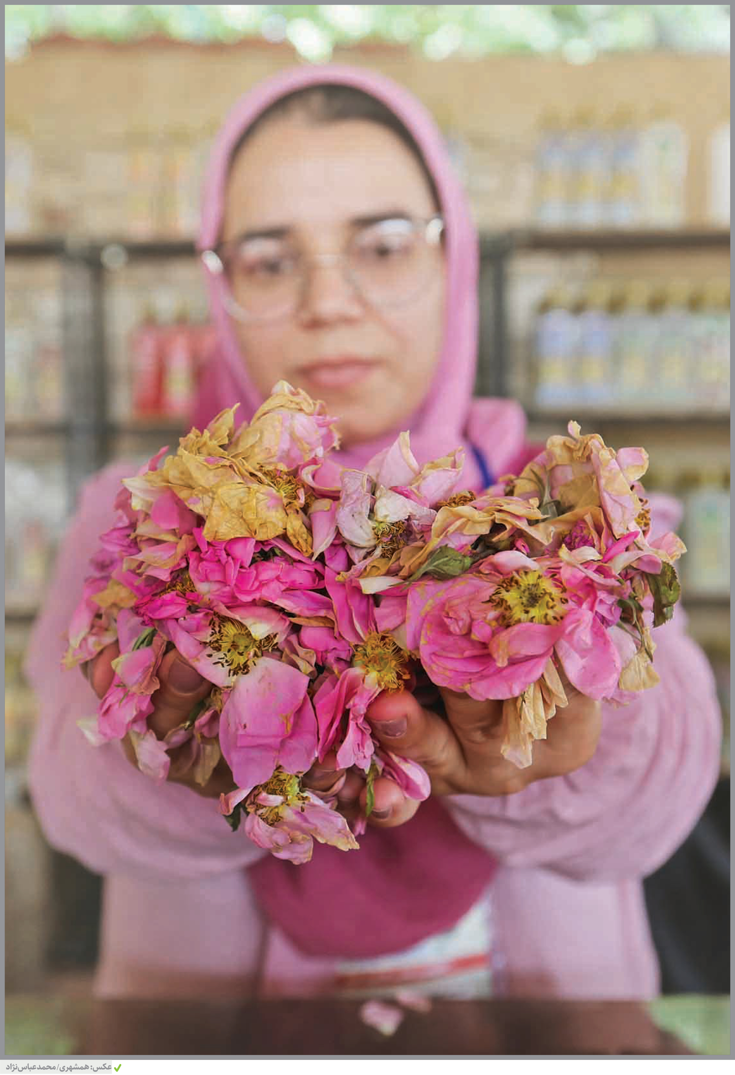 جشنواره‌های گلابگیری این روزها در مناطق مختلف تهران برپا ست