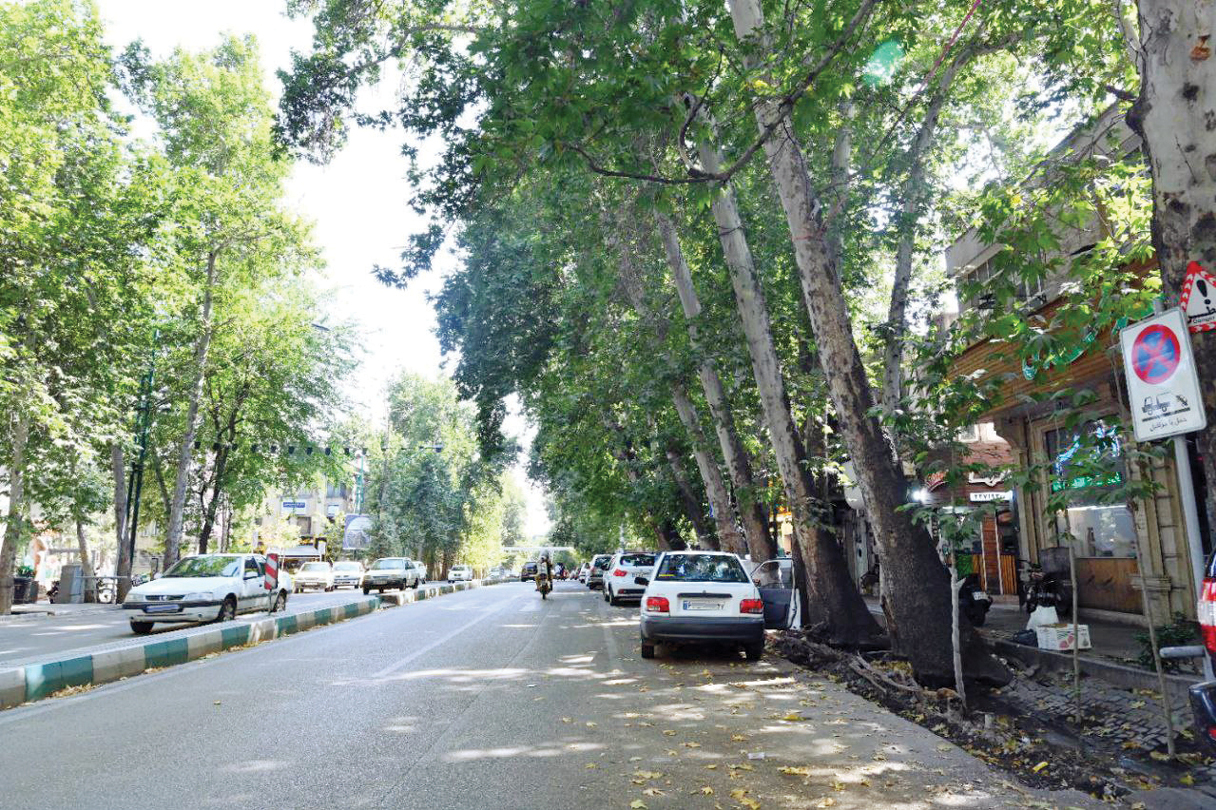 چنارهای ولیعصر زنده می‌مانند