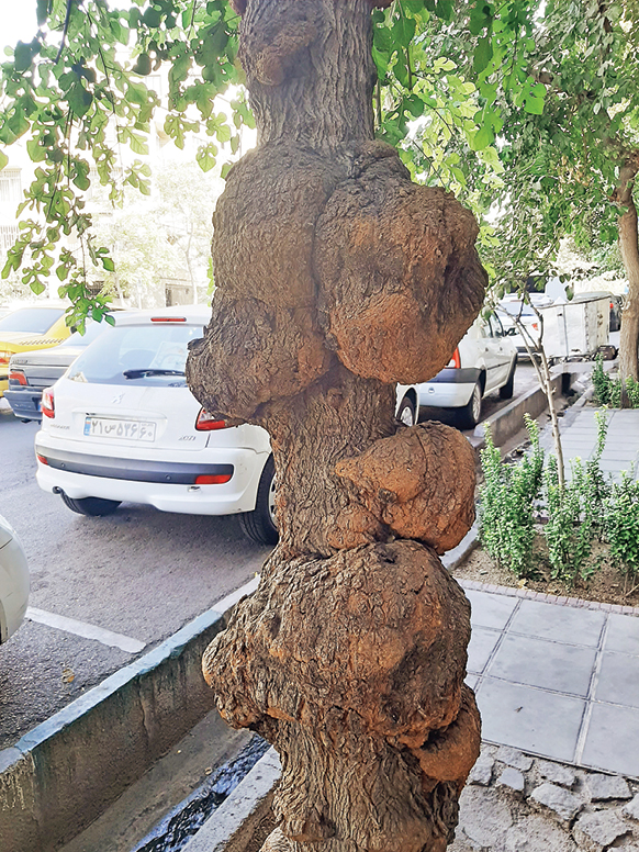 بدون درخت هرگز!