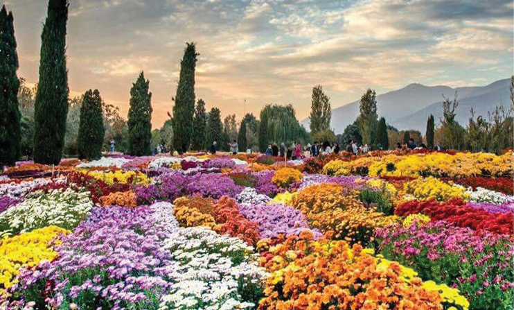 تهران میزبان گل‌های داوودی