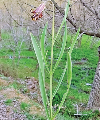 کشف یک گیاه جدید‌ در کردستان