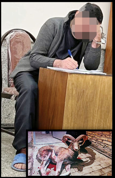 شکارچی یوتیوبر که از صحنه شکار میش‌ها فیلم می‌گرفت با مجازاتی سنگین روبه‌رو شد