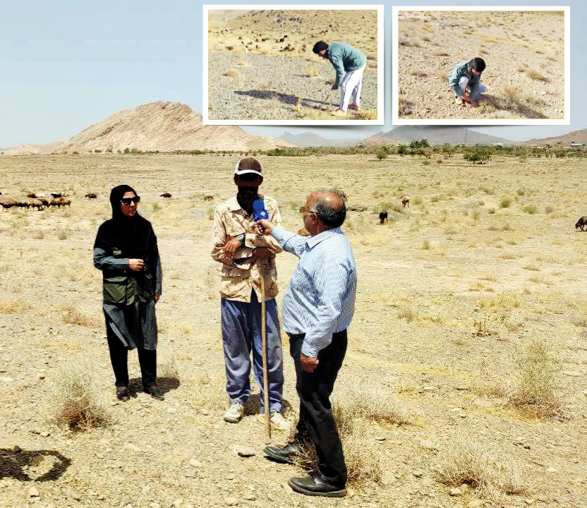 چوپانی که ناطور دشت شد