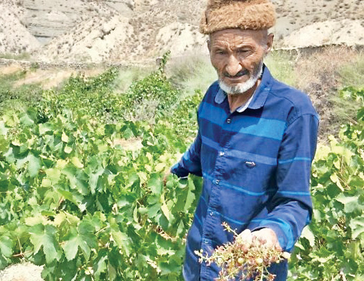دردسر مرغ مینا برای مزارع خراسان شمالی